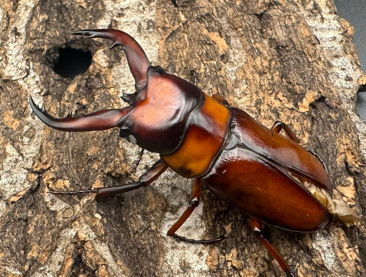 《トカラノコギリクワガタ ホワイトアイ ♀単+おまけB品♂》