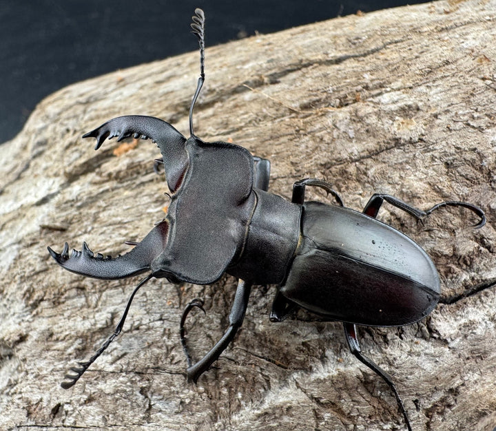 【WD】《クラッペリッヒミヤマ 42mm ♀脚黄紋 ペア》