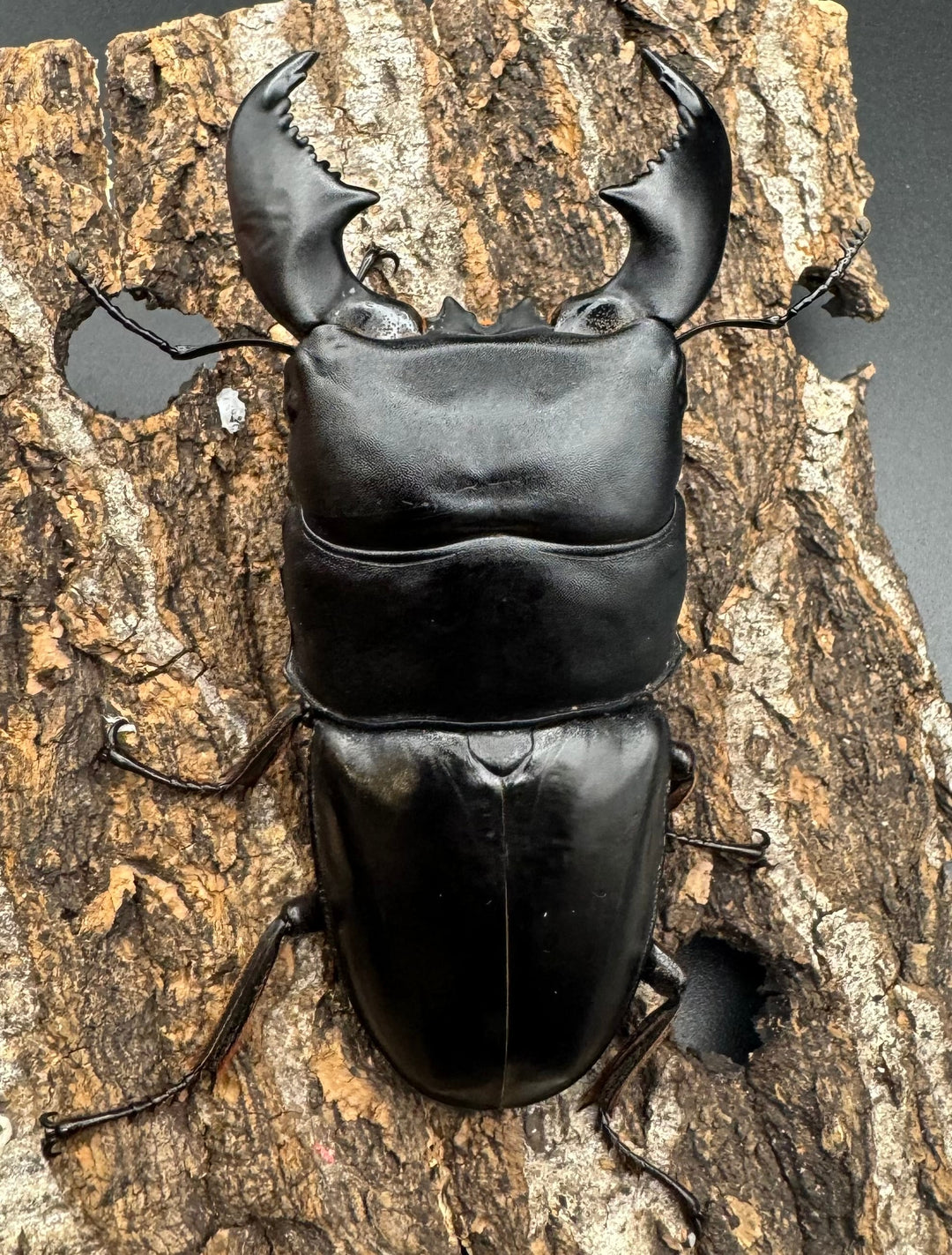 極太《スマトラオオヒラタ 90.5mm ペア》