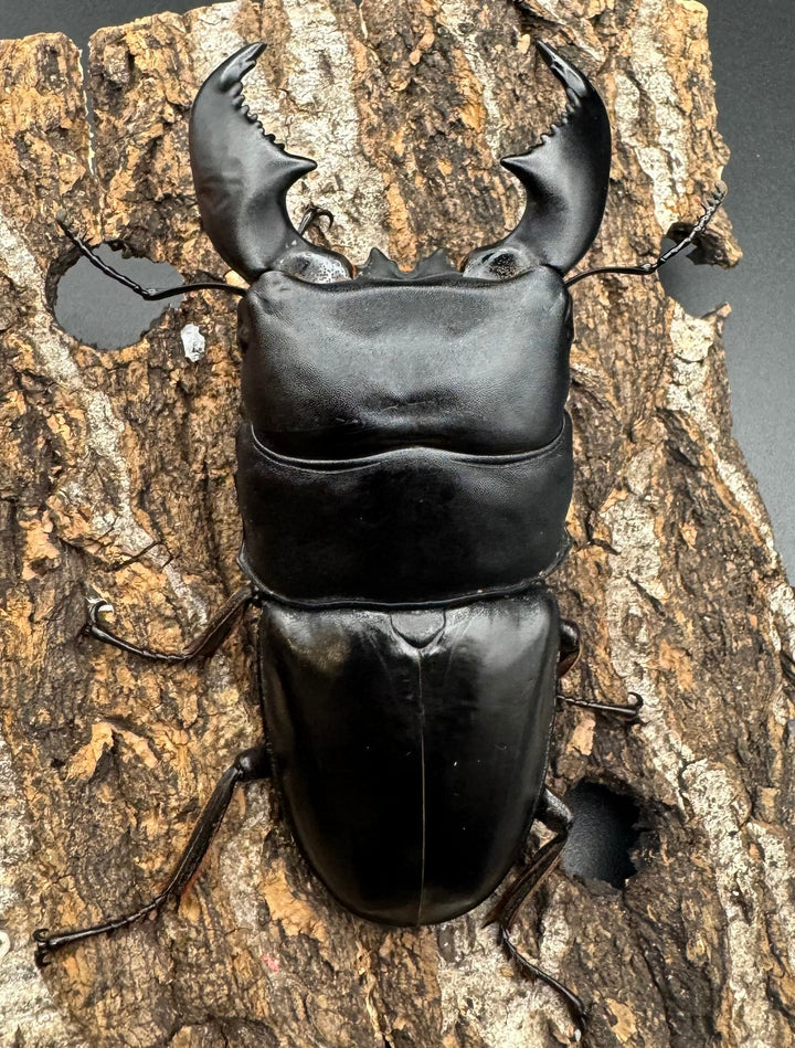 極太《スマトラオオヒラタ 90.5mm ペア》