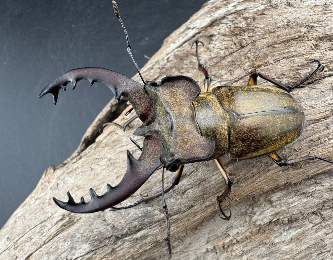 【WD】《ミヤマクワガタ 山梨県産 65mm ペア》