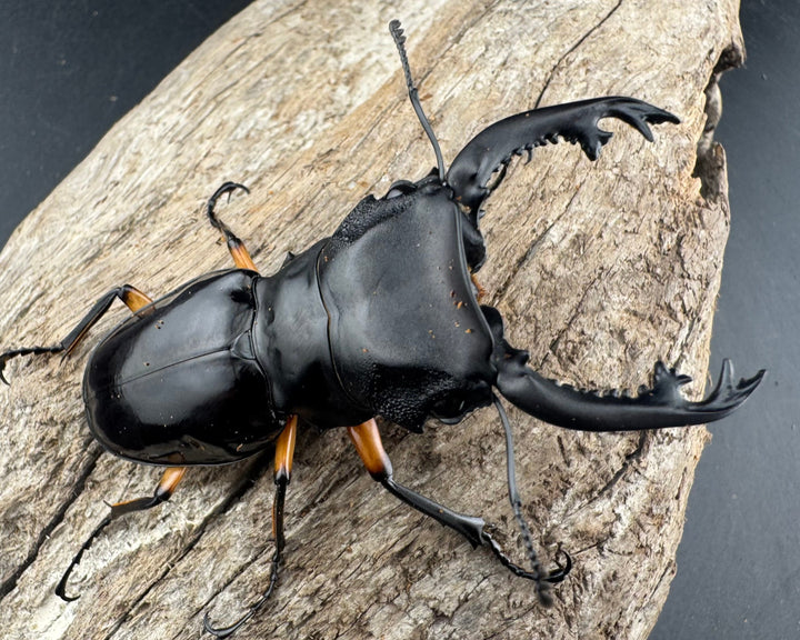 【WD】《インペリアリスツヤ亜種komorii リサル産 67.5mm ペア》