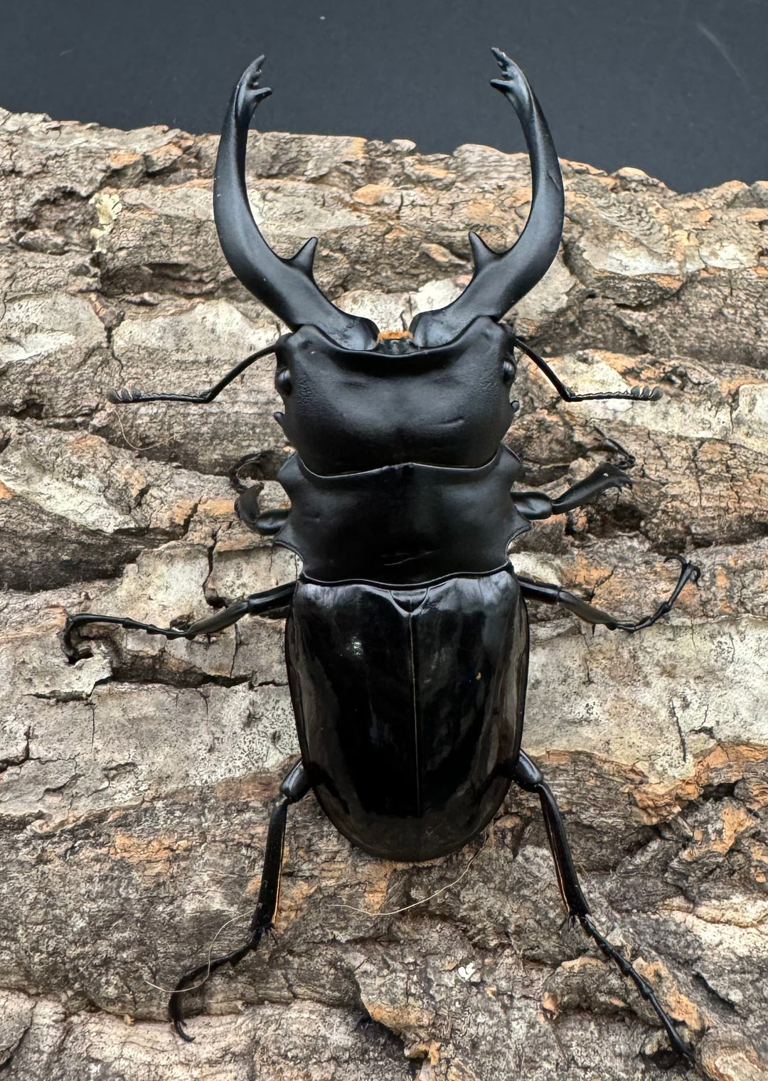 【WD】《インターメディアツヤクワガタ 86mm ペア》