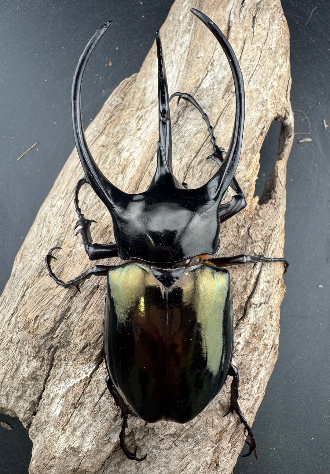 【WD】《ジャワコーカサスオオカブト 103mm ペア》