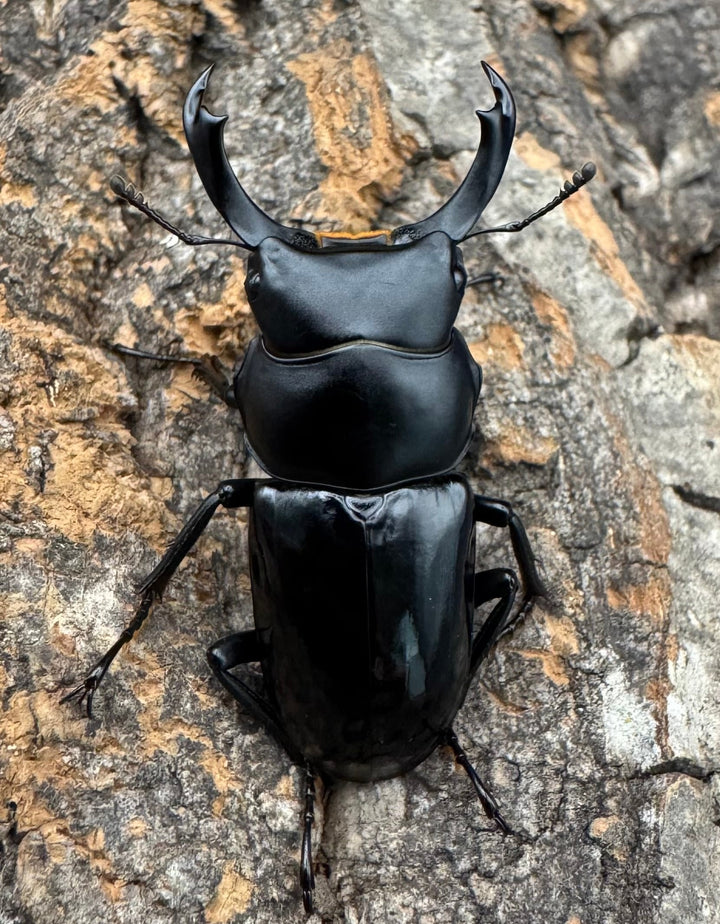 【WD】《セメノウコクワ 雅安産 39mm ペア》