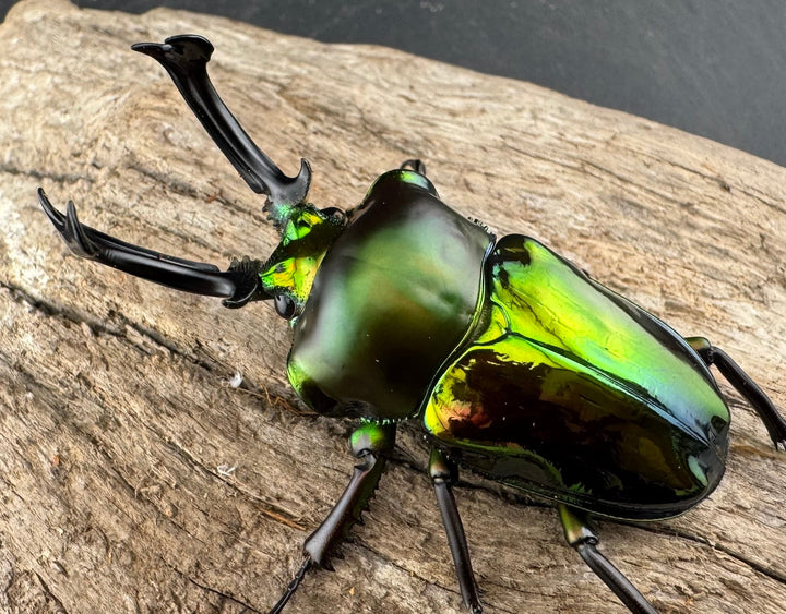 《ニジイロクワガタ 59mm ペア》