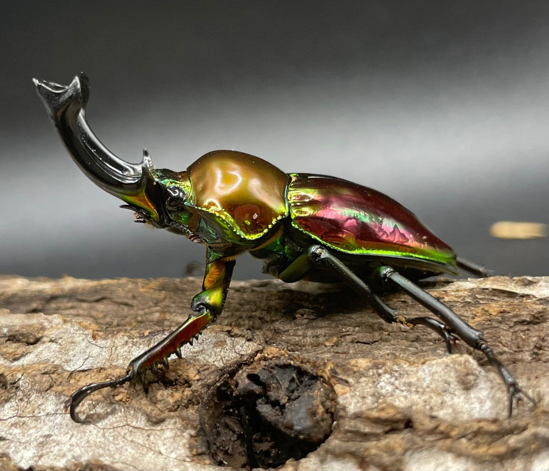 《ニジイロクワガタ 50mm ペア》