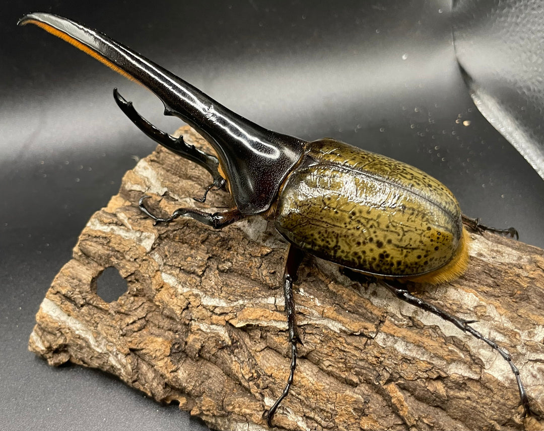 《ヘラクレス・ヘラクレス 147mm ペア》