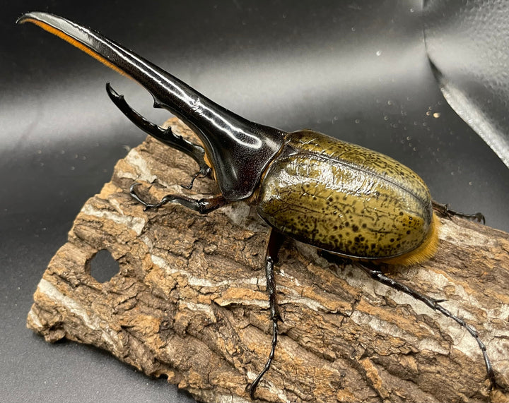 《ヘラクレス・ヘラクレス 147mm ペア》