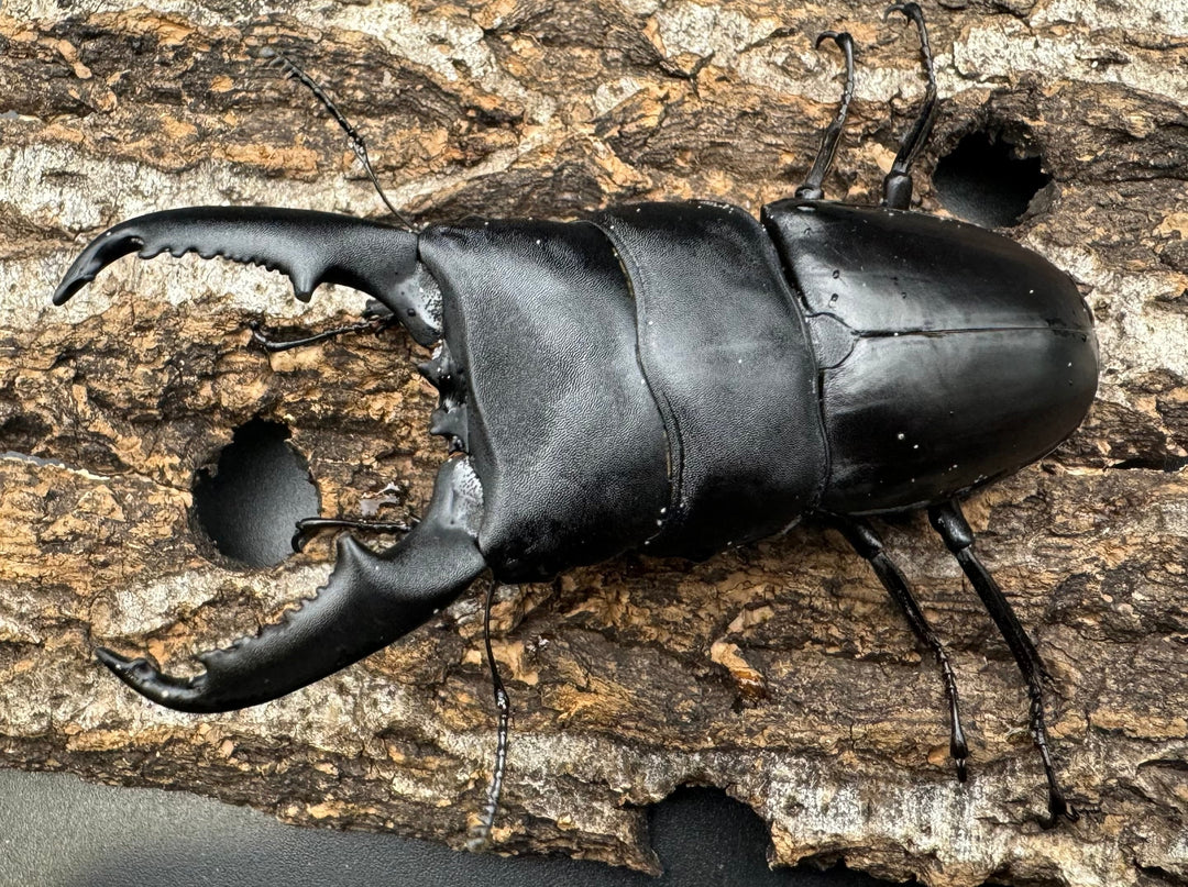 【WD】大型《ミンダナオヒラタ 93mmUP ペア》