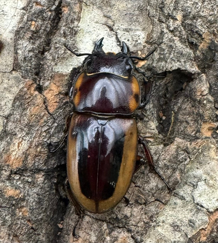 【WD】《ラテラリスノコギリ亜種マイリーン 南カマリネス産 52.5mm ペア》