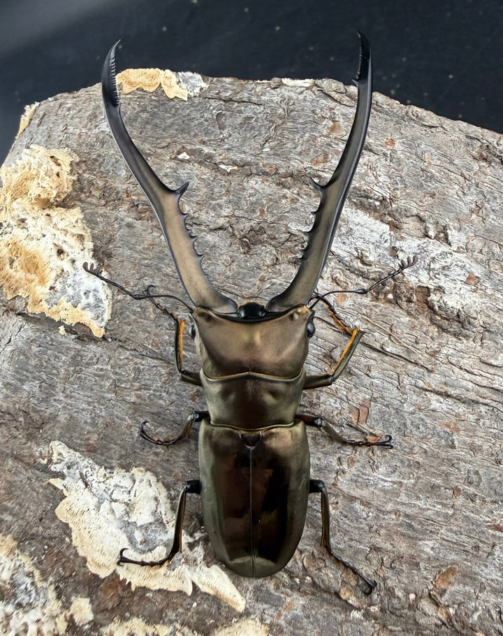 《メタリフェルホソアカ亜種イソガイ 76.5mm ペア》