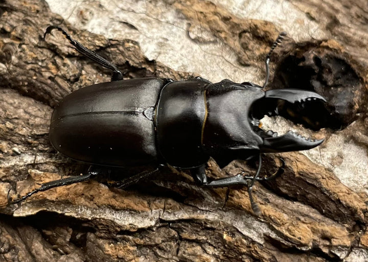 【WD】《オーエンノコギリクワガタ中国亜種melli 33.5mm ペア》