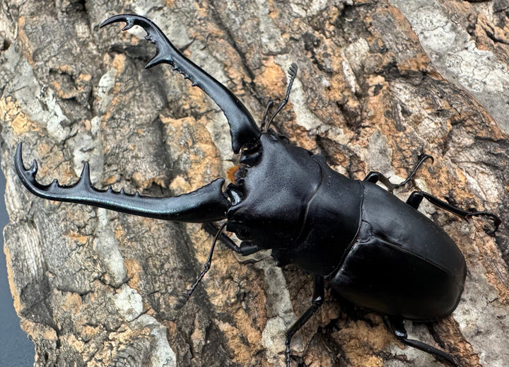 《ギラファノコギリ亜種ケイスケ 96mm ペア》