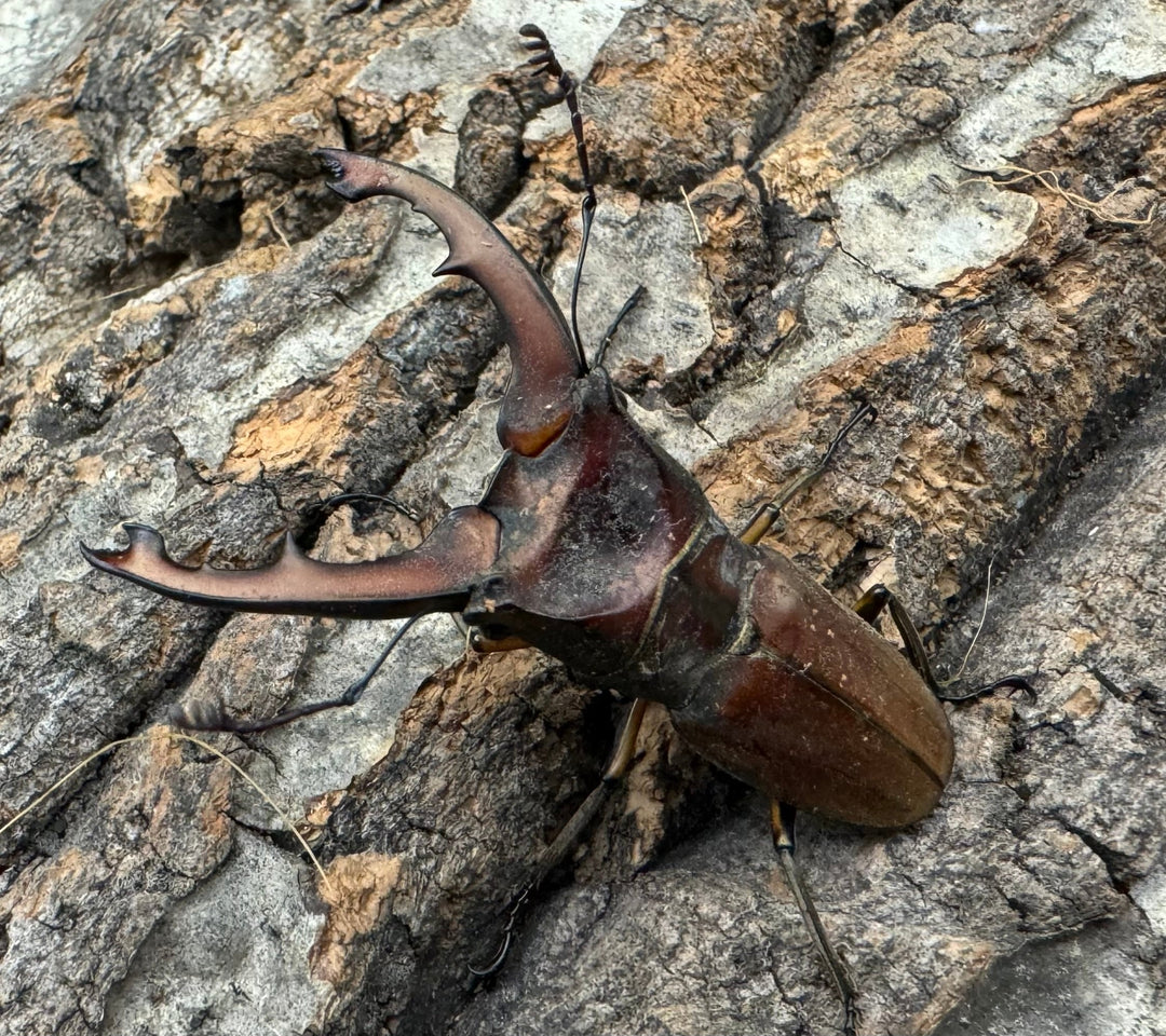 【WD】《ズベールホソアカ 51mm A’品ペア》