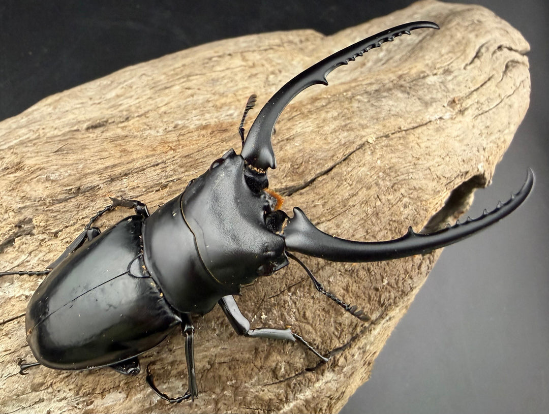 【WF1】《コンフキウスノコギリクワガタ 84mm ペア》