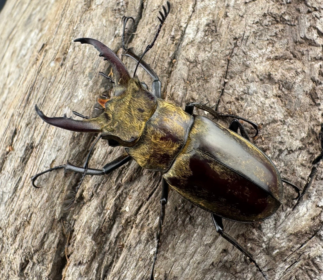 【WD】《デランミヤマクワガタ原名亜種 35mm ペア》