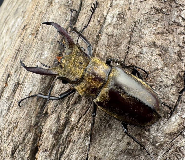 【WD】《デランミヤマクワガタ原名亜種 35mm ペア》