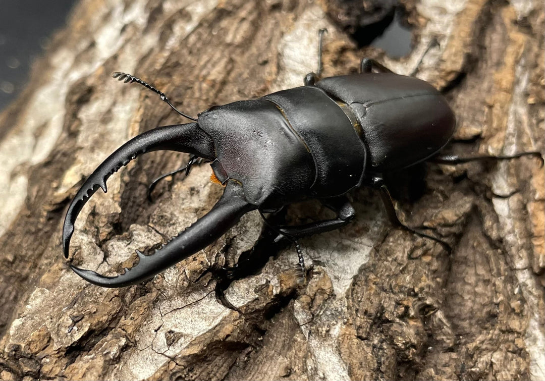 【WD】《グラキリスノコギリヒラタクワガタ 52mm ペア》