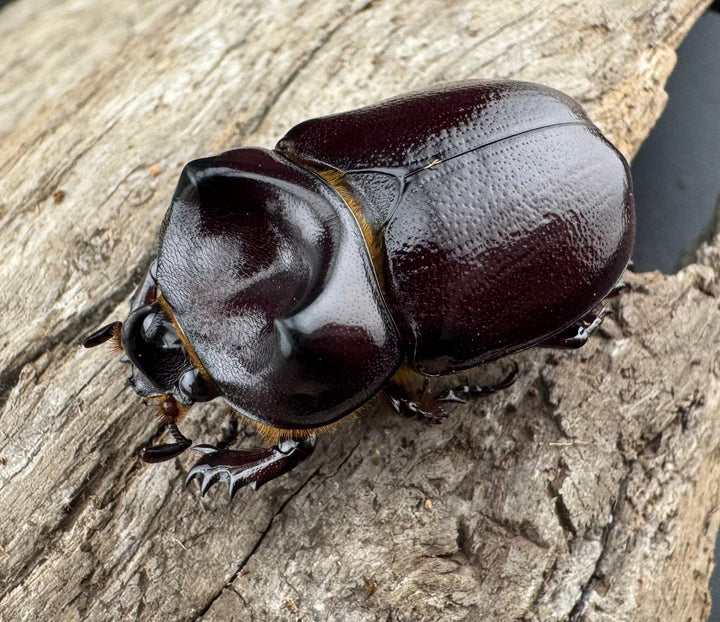 【WD】《クリイロムナコブサイカブト 30mm ペア》