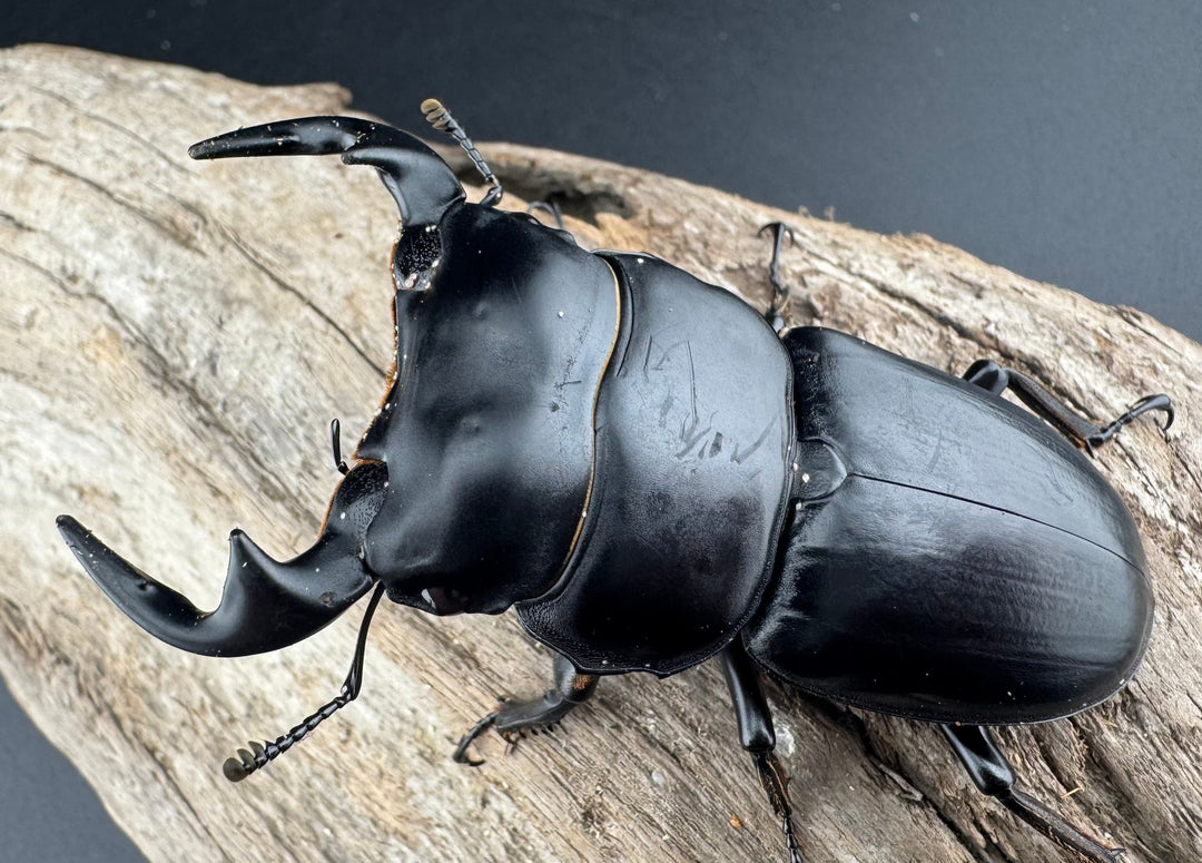 【WD】《アンタエウスオオクワ亜種miyashitai 74mm ペア》