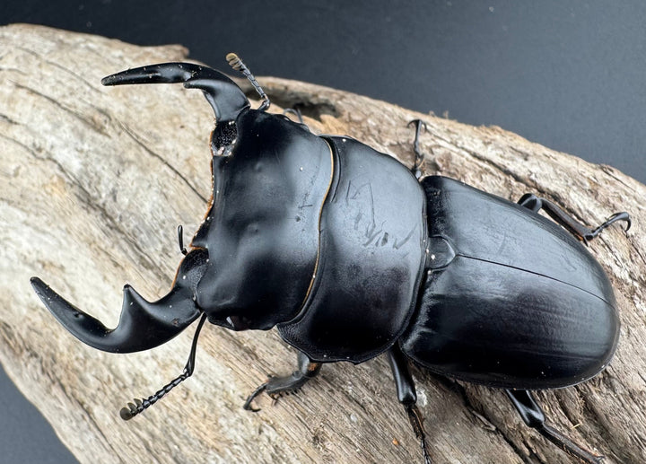 【WD】《アンタエウスオオクワ亜種miyashitai 74mm ペア》