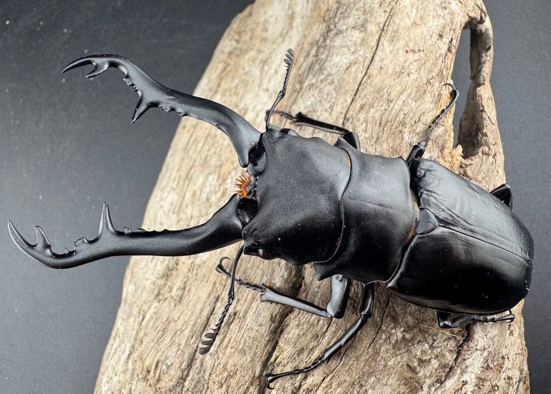 【WD】《 ギラファノコギリ亜種ボロブドゥール 96mm ペア》