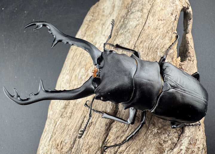 【WD】《 ギラファノコギリ亜種ボロブドゥール 96mm ペア》