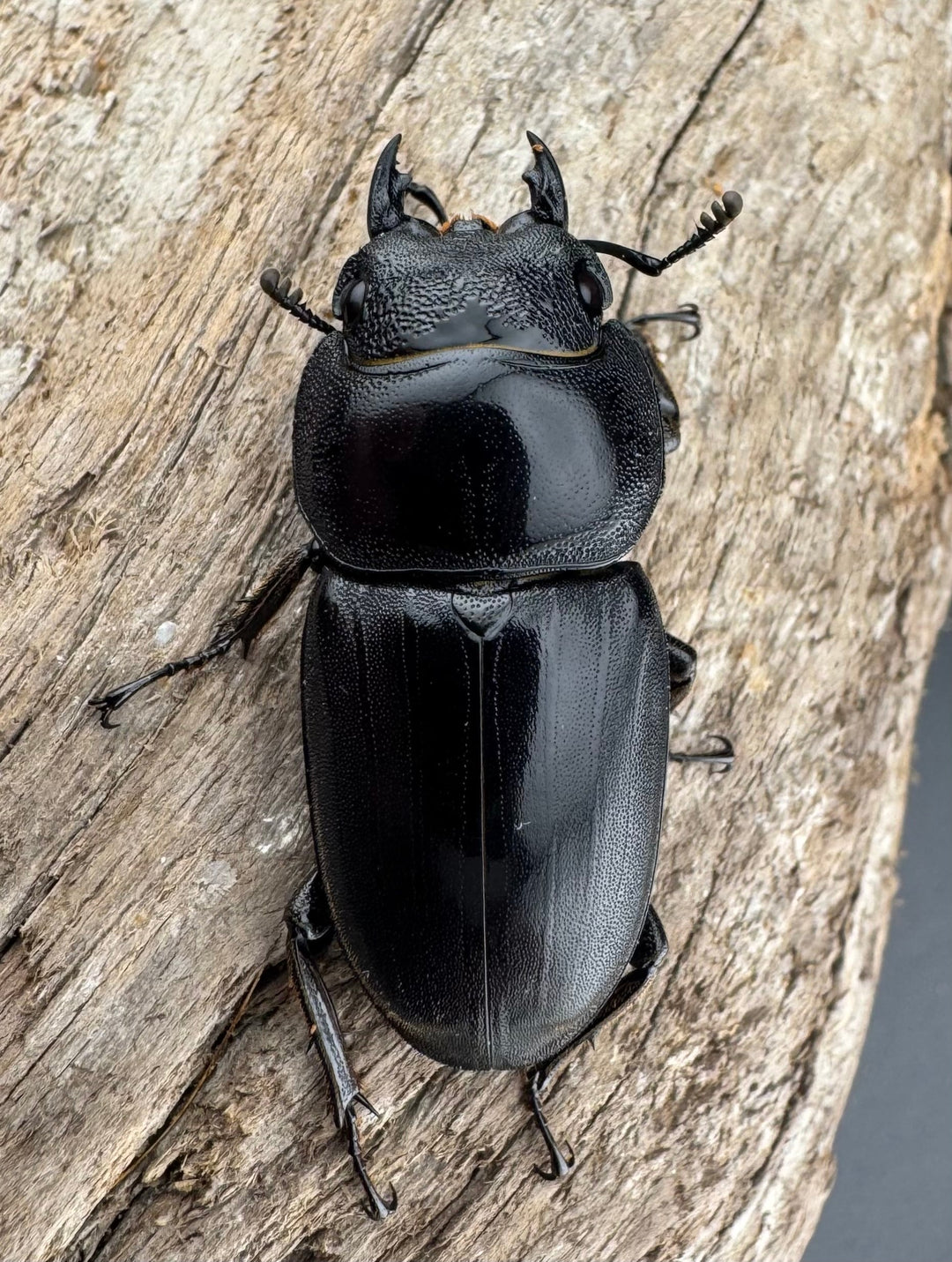 【WD】《ミンダナオヒラタ マラグサン産 86.5mm ペア》