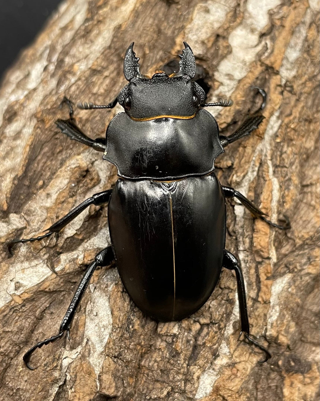 【WD】レア個体《アルケスツヤクワガタ 75mm ペア》