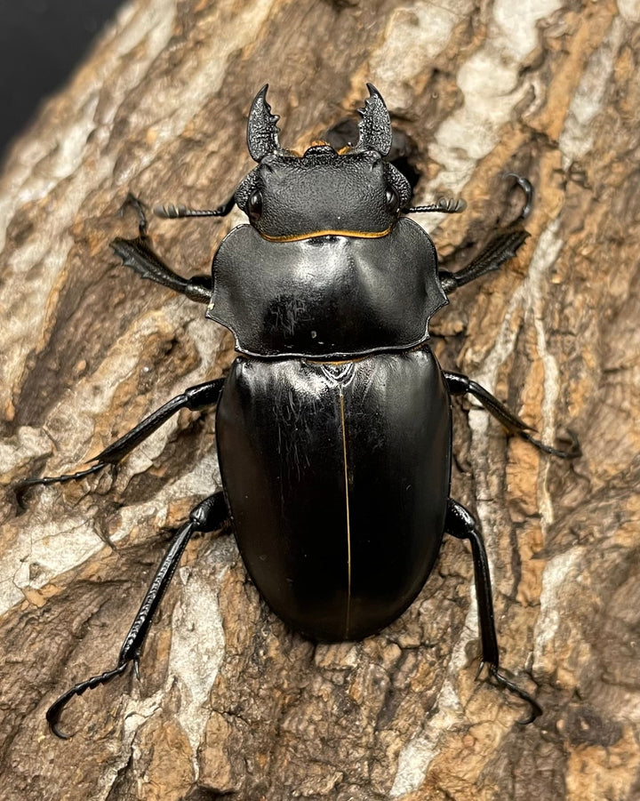 【WD】レア個体《アルケスツヤクワガタ 75mm ペア》