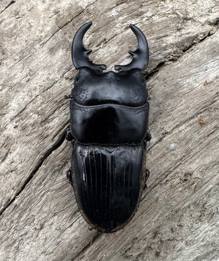 【WD】《フィリピンネブト亜種バンガイエンシス 34.5mm ペア》