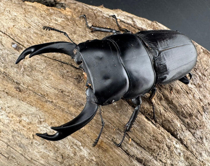 【WD】《ミンダナオパリーオオクワ キダパワン産 70.5mm ペア》