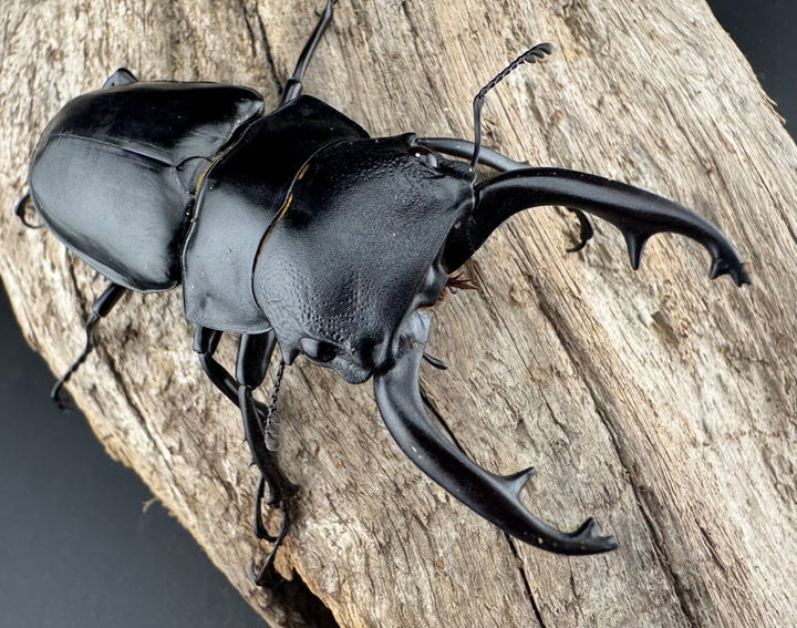 【WD】《スチーブンスツヤ原名亜種 70mm ペア》