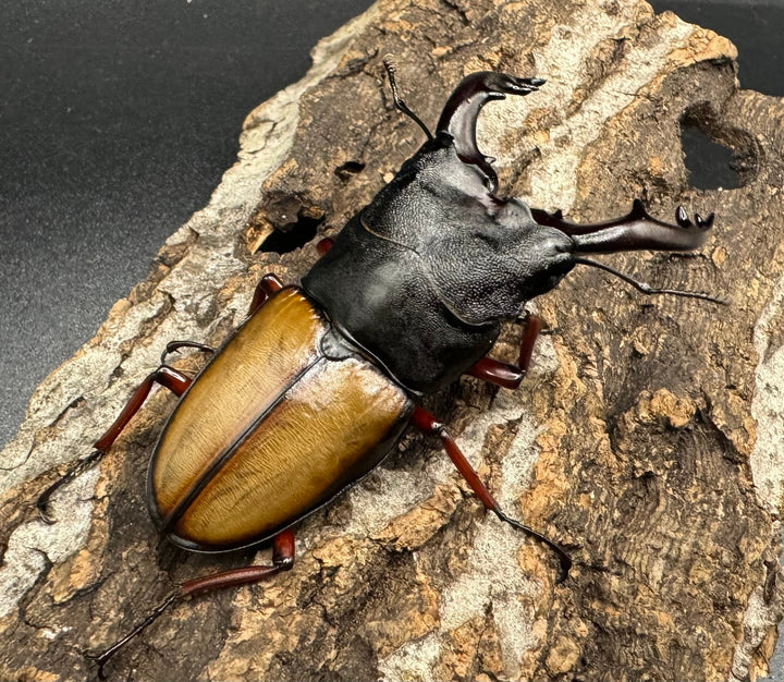 《ウムハンギノコギリ 66mm ♂単》