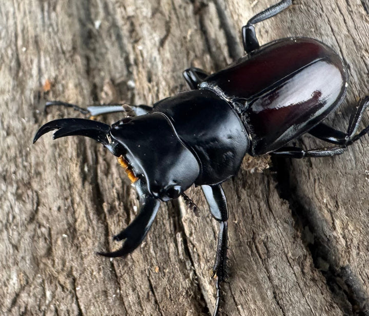 【WF3】《チュチェンセスジクワガタ 21mm ペア》