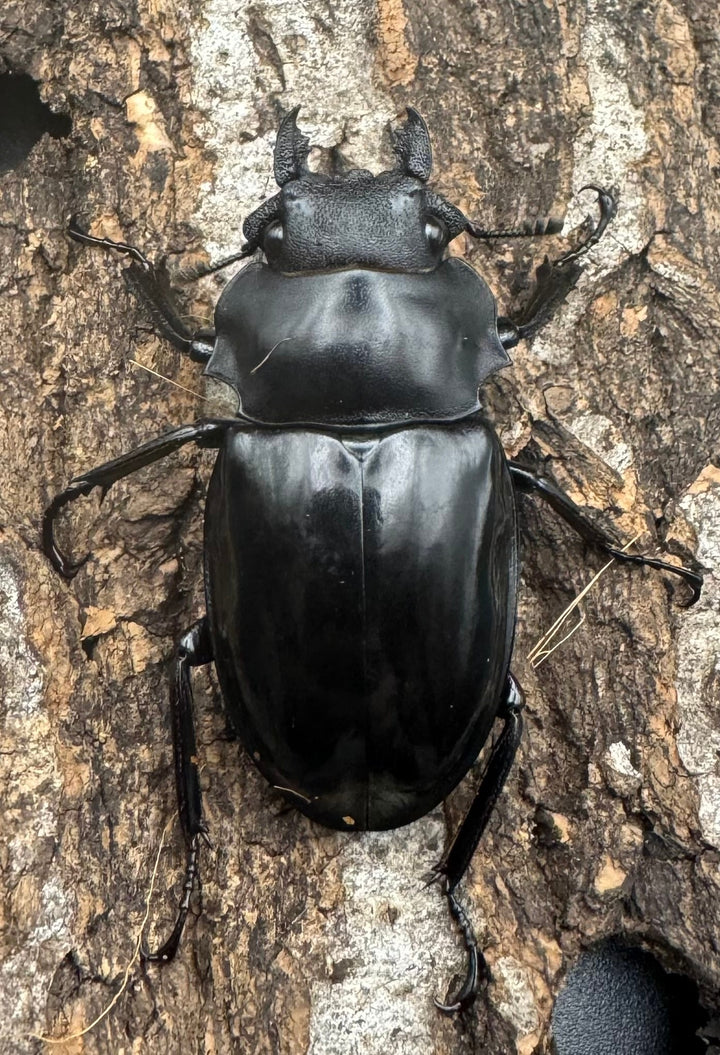 【WD】《ベリコサツヤクワガタ 70mm ペア》