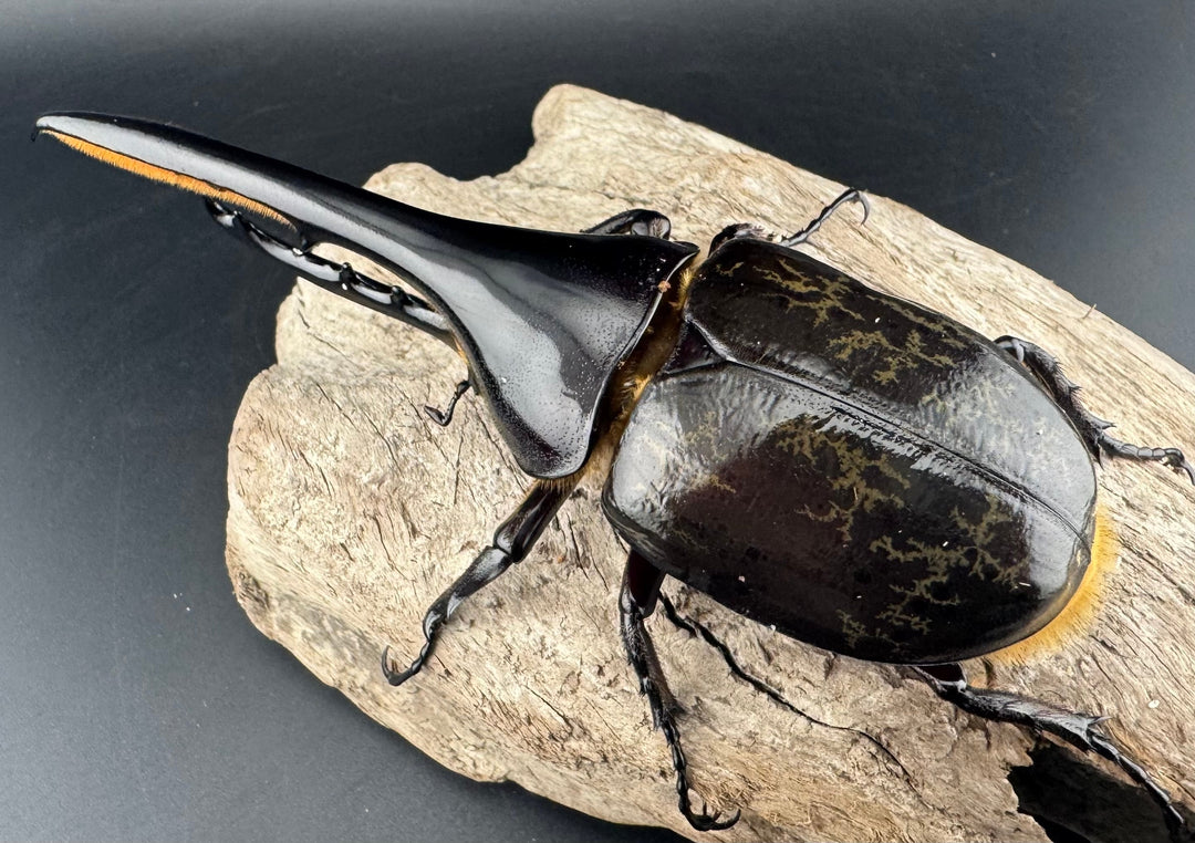 《ヘラクレス・ヘラクレス 130mm ペア》