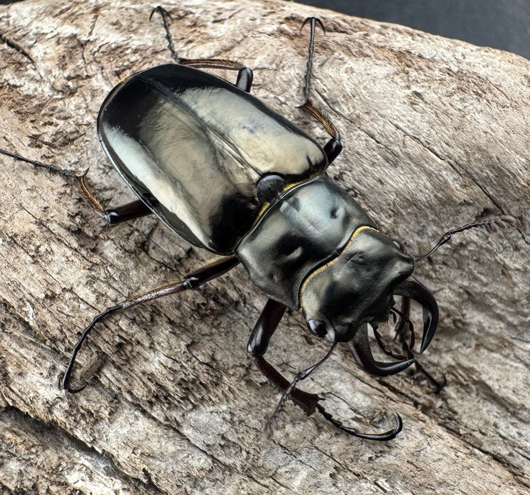 【WD】《プロメテウスミヤマクワガタ 35mm ペア》