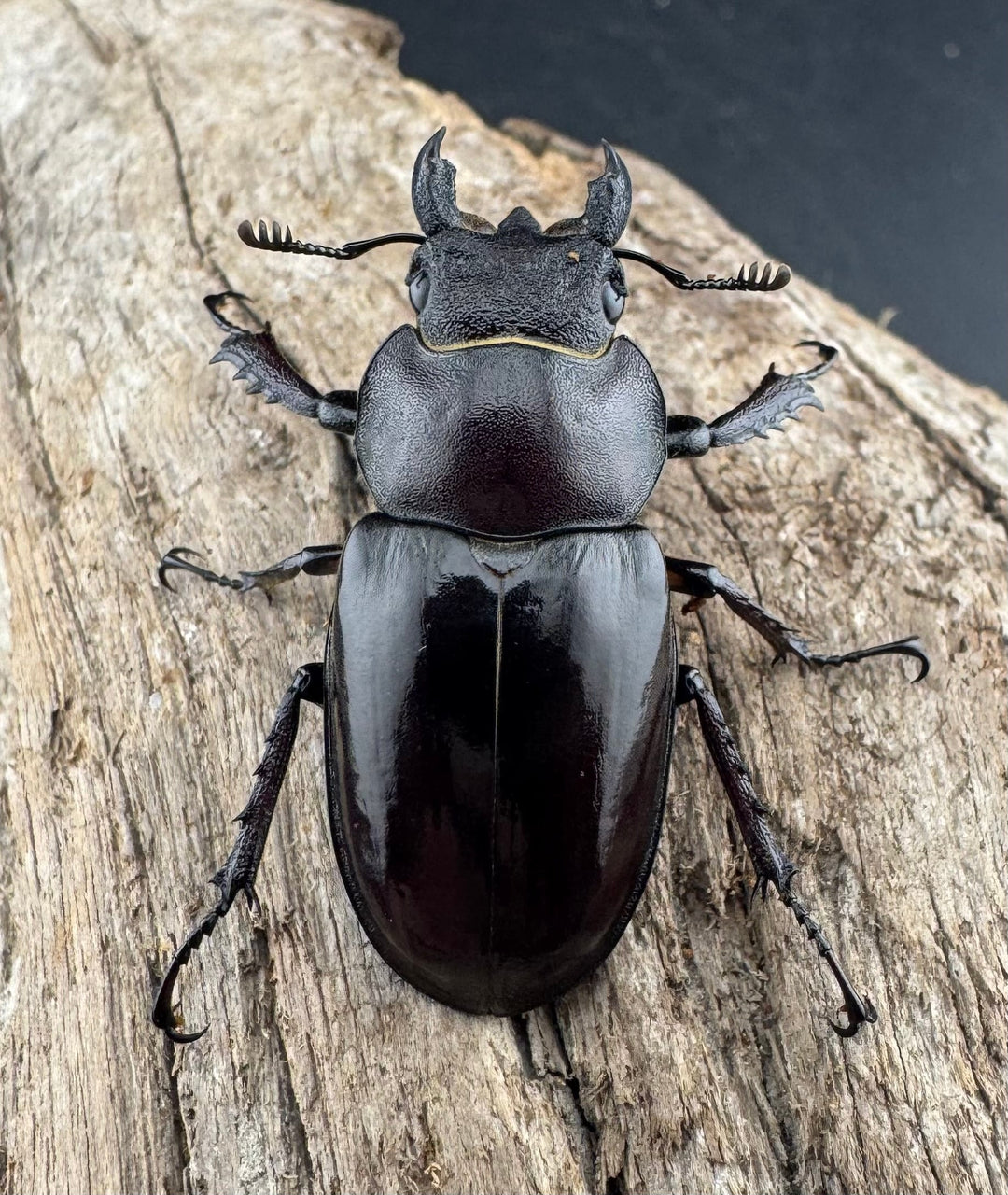 【WD】《ミヤマクワガタ 山梨県産 65mm ペア》