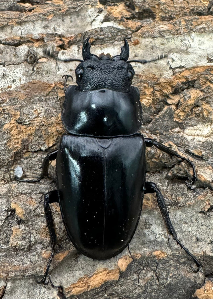 即ブリ《ギラファノコギリ亜種ケイスケ 90mm ペア》