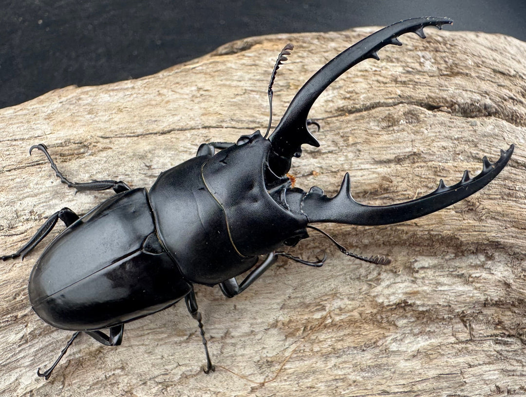 【WD】《フォルフィクラノコギリ原名亜種（マルバネノコギリ） 貴州省産 70mm ♂♀♀トリオ》