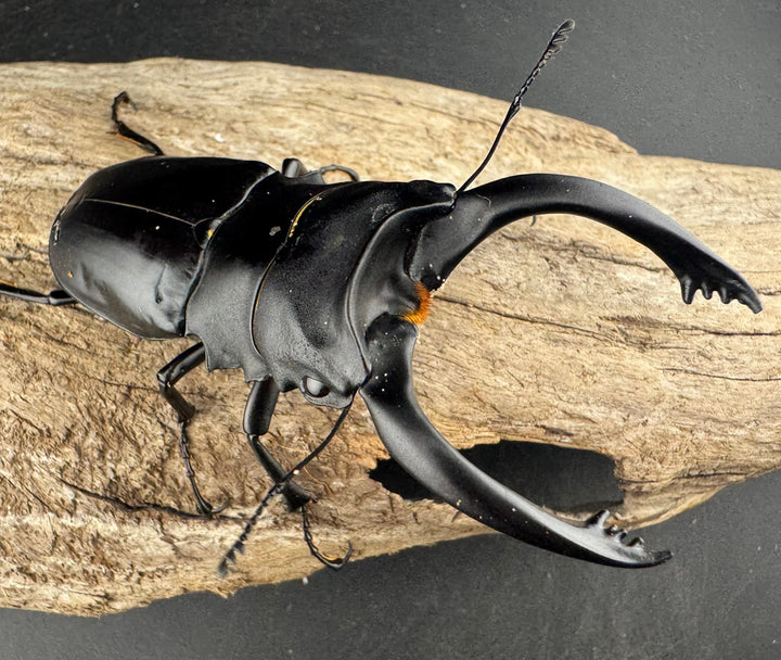 【WD】大型《アルケスツヤクワガタ 91.5mm ペア》