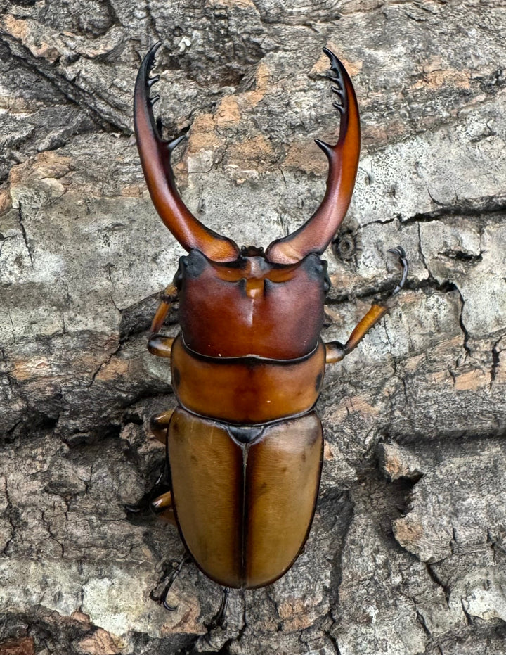 即ブリ《アスタコイデスノコギリ亜種ブランカルディ 64.5mm ♂単》