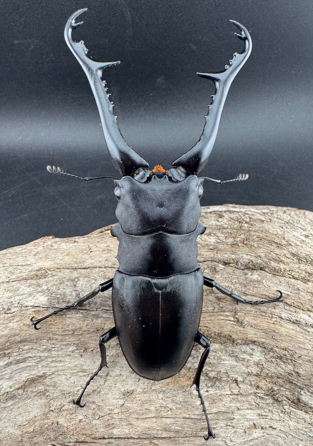 【WD】《 ギラファノコギリ亜種ケイスケ 107.5mm ペア》