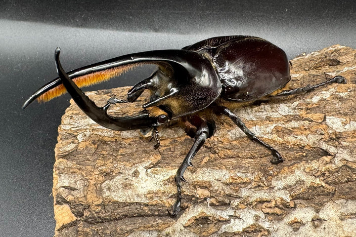 即ブリ《ネプチューンオオカブト 118mm ペア》inohiro109氏ブリード個体