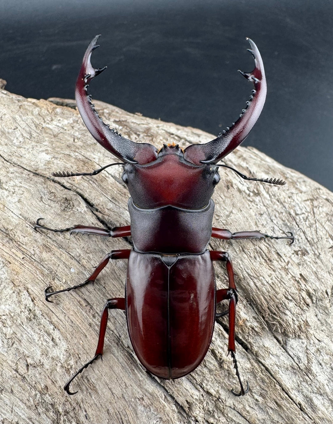 《フォルスターフタマタ亜種ニシ 68mm ♂単》