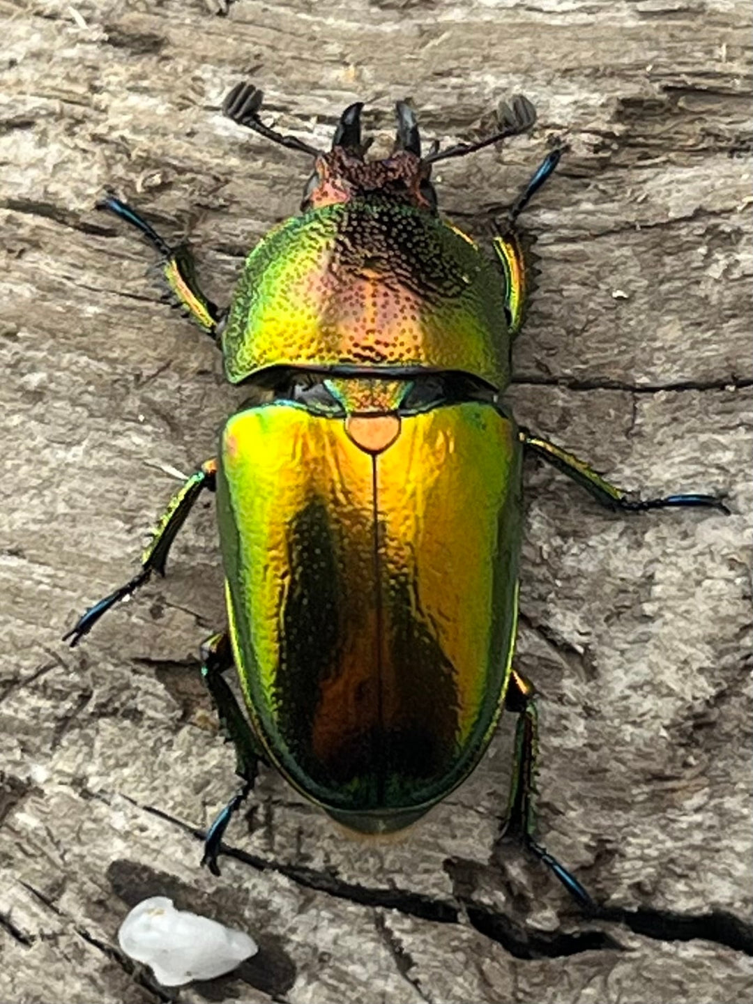 【WD】《パプアキンイロクワガタ アルファック産 38mm ペア》