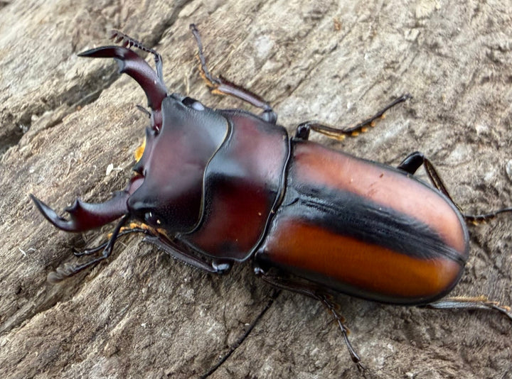 【WD】《エレガントゥルスコクワ原名亜種 22mm ペア》