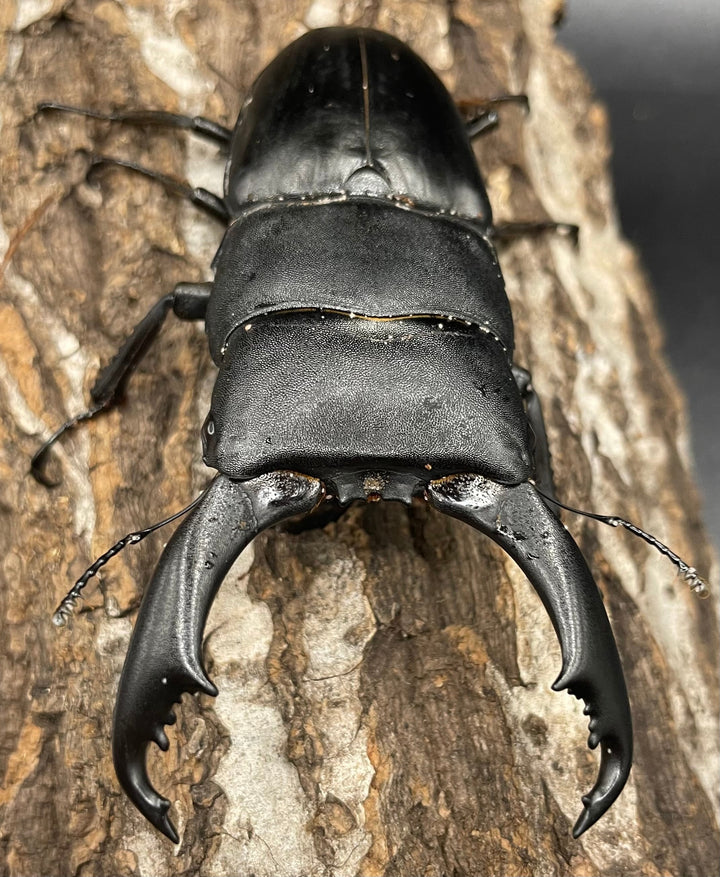 【WD】大型《イフガオヒラタ 88mm ペア》